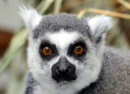 010 - worum syt dir so truurig